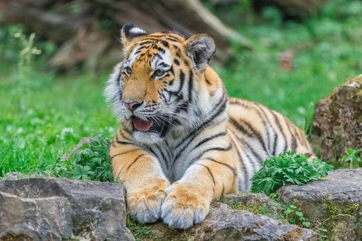 Young bengal tiger lying on the grass and shows his paws