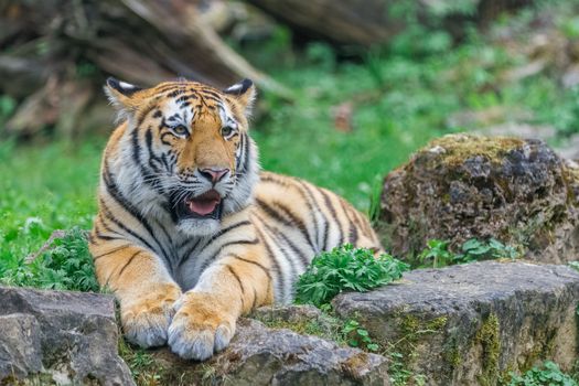 Young bengal tiger lying on the grass and shows his paws