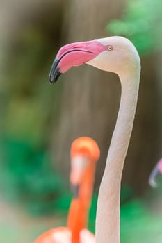 Pink flamingo portrait close up in summer garden