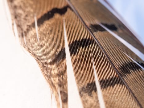 close up of pheasant feather with pattern pretty and texture with orange and black and brown color