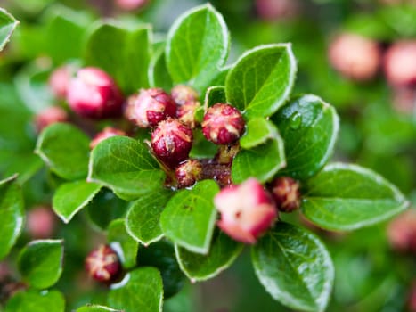 a selective blur macro shot of some red buds upon a tree with rain drops wet lush and gorgeous outside