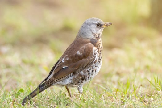 The photo shows a blackbird rowan on a branch