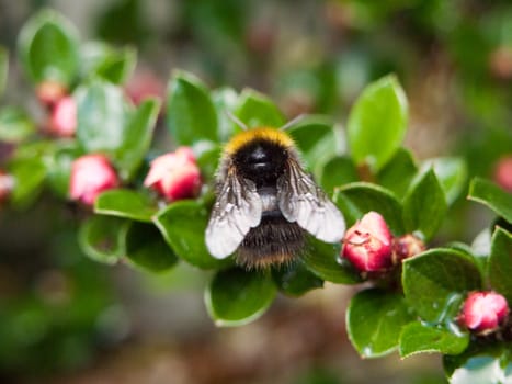 a close up macro of a bee on a garden plant taken from behind with wings in view no eyes, stripes visible and detail