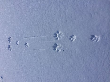 Tracks from a hare in the snow