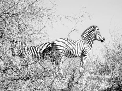 Two zebra standing back to back in sparce African bush their stripes meeting