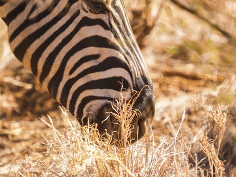 Closeup of opart of zebra head while down grazing in dry African grass