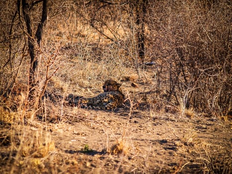 Cheetah, resting under shade of acacia bushes after just eating.