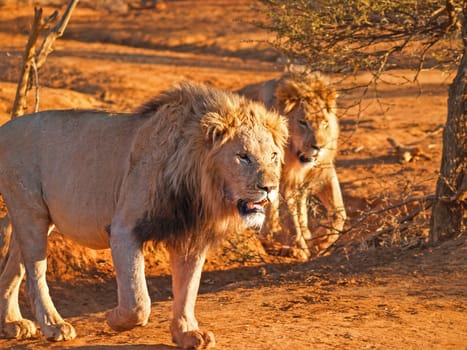 Two leisurely male lions walking together in heat of African day