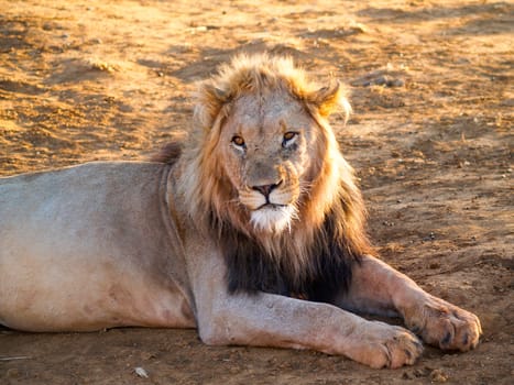 Leisurely male lion in heat of African day caught  back lit by sun with glow in mane