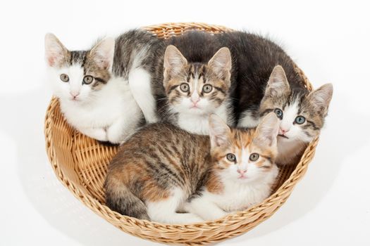 Studio shot of four young kittens lying in the basket