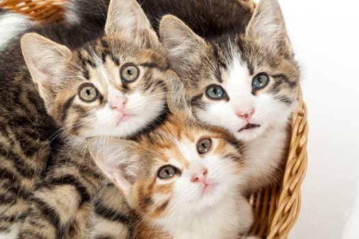 Studio shot of three young kittens lying in the basket