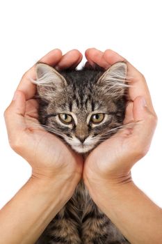 Studio shot of adorable young kitten lies in the hands