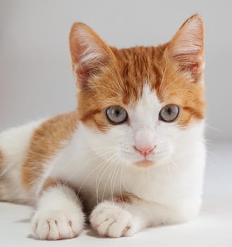 Studio shot of adorable young red kitten sits
