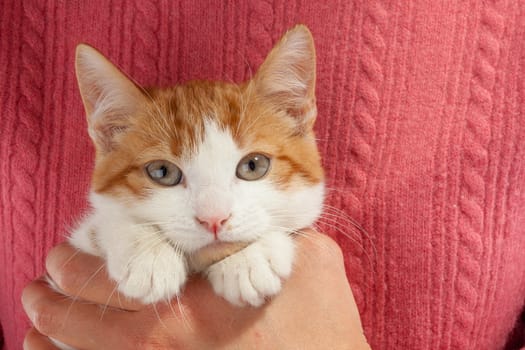 Studio shot of adorable young kitten sits in the hands