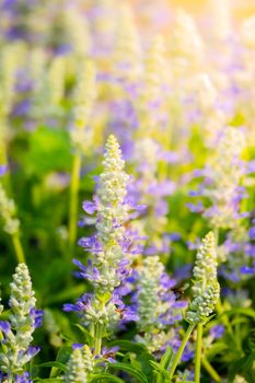 The background image of the colorful flowers, background nature