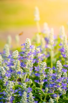 The background image of the colorful flowers, background nature