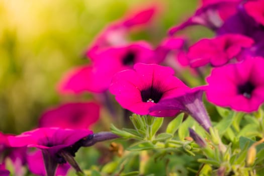 The background image of the colorful flowers, background nature