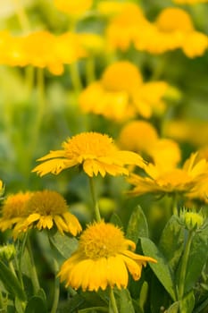 The background image of the colorful flowers, background nature