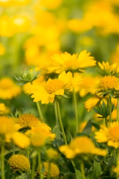 The background image of the colorful flowers, background nature