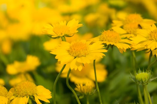 The background image of the colorful flowers, background nature