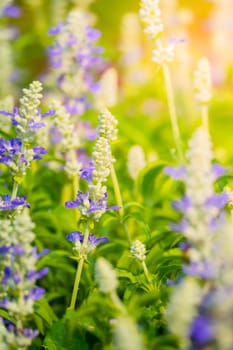 The background image of the colorful flowers, background nature