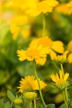 The background image of the colorful flowers, background nature