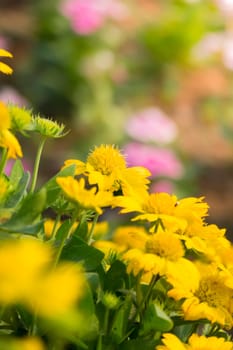 The background image of the colorful flowers, background nature