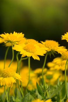 The background image of the colorful flowers, background nature