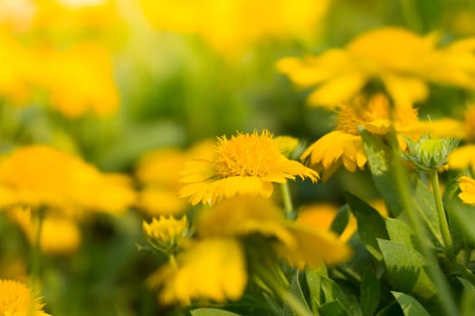 The background image of the colorful flowers, background nature