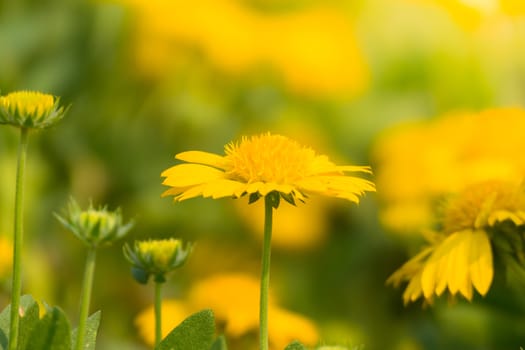 The background image of the colorful flowers, background nature