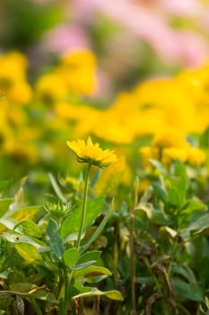 The background image of the colorful flowers, background nature