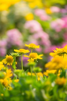 The background image of the colorful flowers, background nature