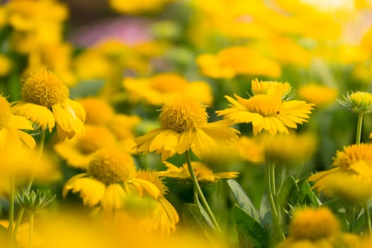 The background image of the colorful flowers, background nature