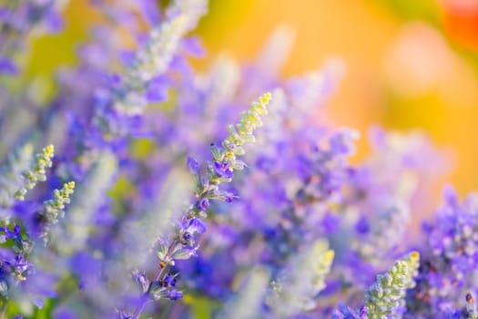 The background image of the colorful flowers, background nature