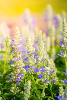 The background image of the colorful flowers, background nature