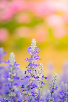 The background image of the colorful flowers, background nature