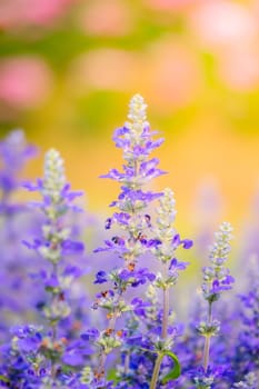 The background image of the colorful flowers, background nature