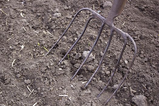 Iron livestock pitchfork on the plowed earth outdoors