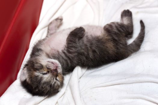 Newborn kitty sleeping happily on white cloth. Small gray striped kitten sleeping baby cat.