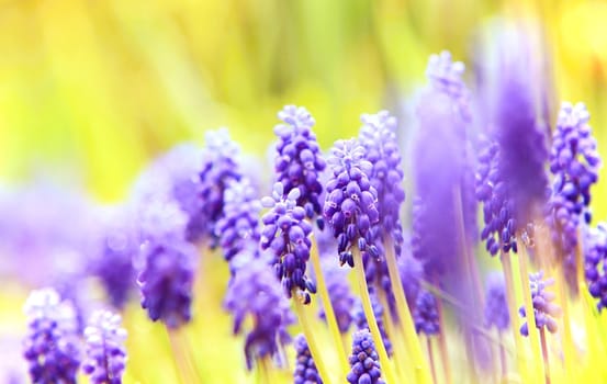 Muscary flowers close-up (Muscari armeniacum) in a garden.