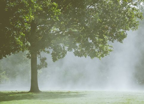 Detail Of A Tree In The Morning Mist Or Fog