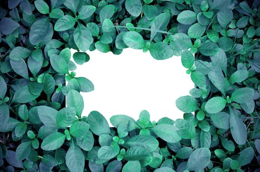 White paper on green leaf background