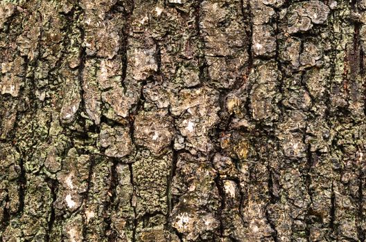Tree surface image background and texture