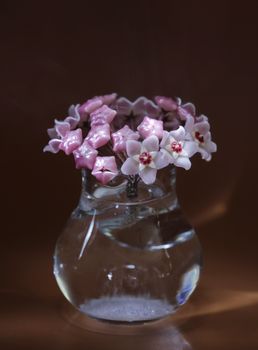 Hoya flowers bouquet macro shot