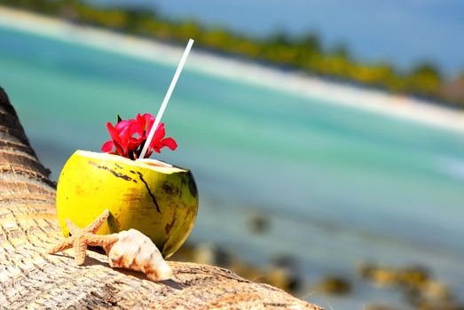 Coconut with drinking straw on a palm tree at the sea