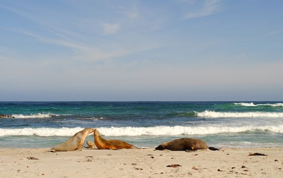 Seals at Seal Bay in Kangaroo Island, South Australia.