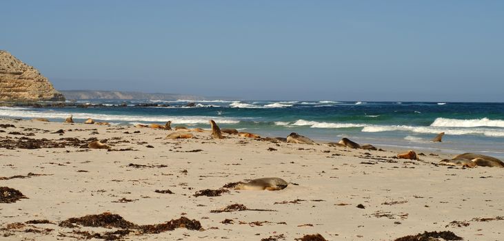 Seals at Seal Bay in Kangaroo Island, South Australia.