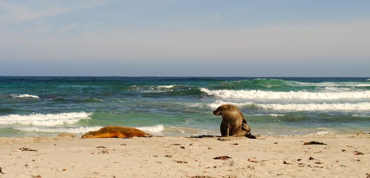 Seals at Seal Bay in Kangaroo Island, South Australia.