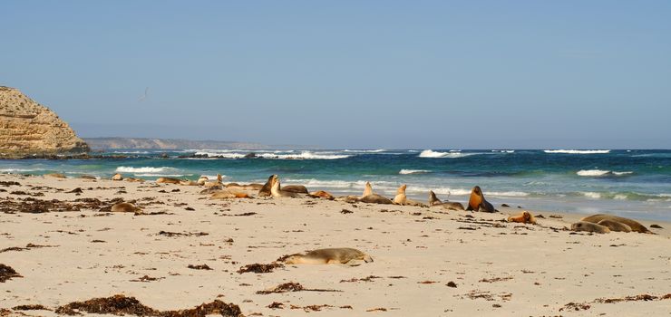 Seals at Seal Bay in Kangaroo Island, South Australia.