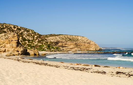 Seals at Seal Bay in Kangaroo Island, South Australia.